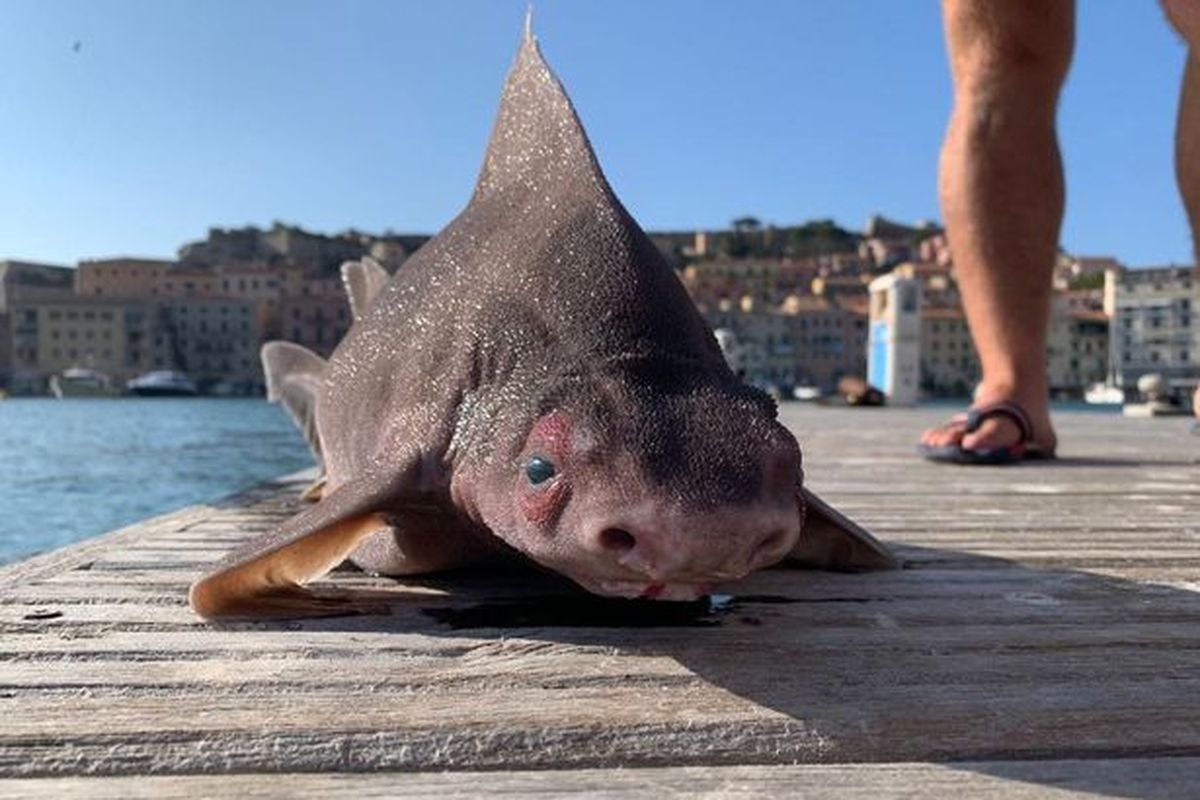 Angular roughshark (Oxynotus centrina) atau hiu berwajah babi yang ditemukan di perairan Pulau Elba, Italia. Hiu laut dalam ini adalah spesies langka yang masuk Daftar Merah IUCN sebagai spesies terancam punah.