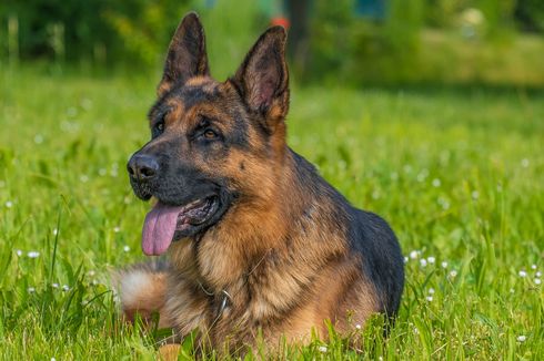 10 Ras Anjing yang Paling Pintar, German Shepherd hingga Pudel