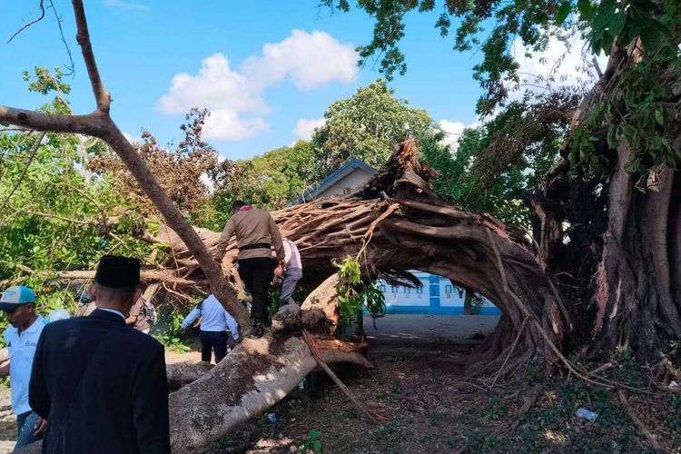 Pohon Beringin Tumbang Saat Upacara HUT RI di Tanimbar, 2 Orang Terluka