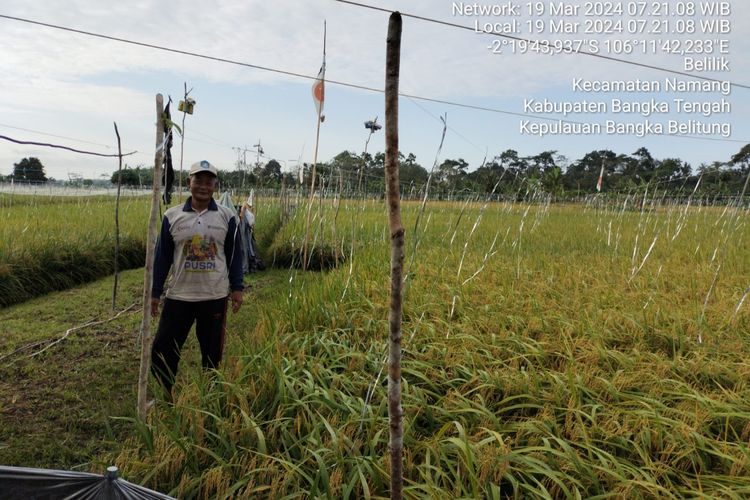 Mudir, petani sawah di Desa Namang, Bangka Tengah, Kepulauan Bangka Belitung, Rabu (20/3/2024).