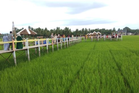 Wisata Sawah Mane Kareung di Lhokseumawe, Puas Selfie di Tengah Sawah