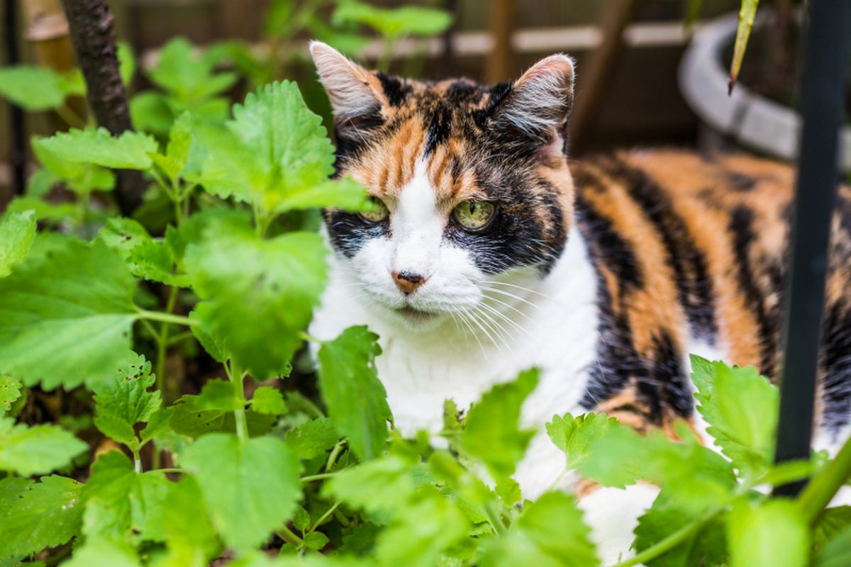 Mengenal Tanaman Catnip dan Alasan Mengapa Kucing Menyukainya