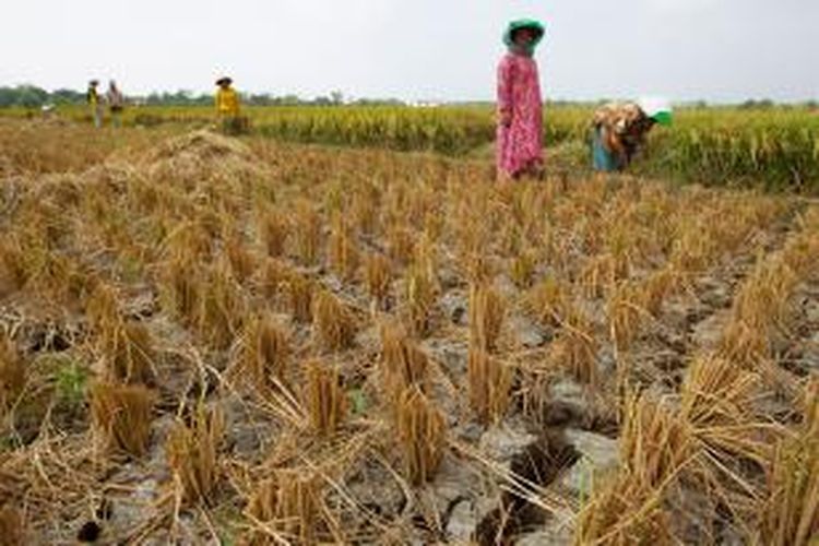 Haji Sundari tengah berdiri di tengah lahan sawah tanaman padi miliknya di Desa Panyindangan, Kecamatan Sindang, Kabupaten Indramayu, Jawa Barat. Tanaman padinya rusak parah saat dipanen pada Minggu (16/8/2015).