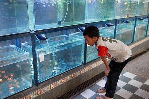 Indonesia Bidik Peluang Usaha Ikan Hias