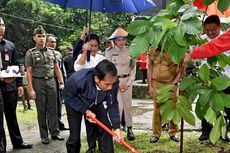 Mendadak Tanam Pohon di Tengah Hujan, Jokowi Dipayungi Iriana