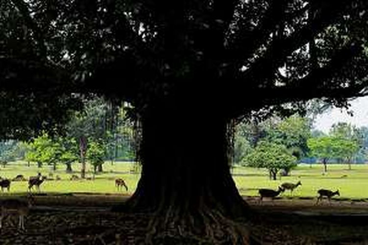Kawanan rusa bebas berkeliaran di halaman kompleks Istana Bogor, Jawa Barat, Sabtu (30/7/2016). Keberadaan rusa menjadi salah satu daya tarik wisatawan yang berkunjung ke Kebun Raya dan Istana Bogor.