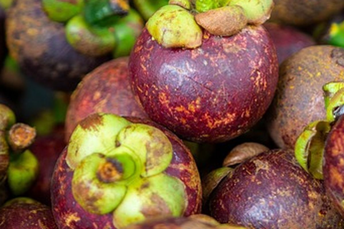 Buah manggis