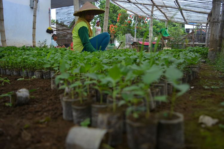 Suasana di tempat persemaian bibit tanaman di Dusun Wedani, Desa Badang, Kecamatan Ngoro, Kabupaten Jombang, Jawa Timur. Wilayah itu dikenal sebagai Kampung Bibit karena mayoritas warganya bergelut pada usaha penyemaian dan penjualan bibit tanaman, terutama komoditas sayur.