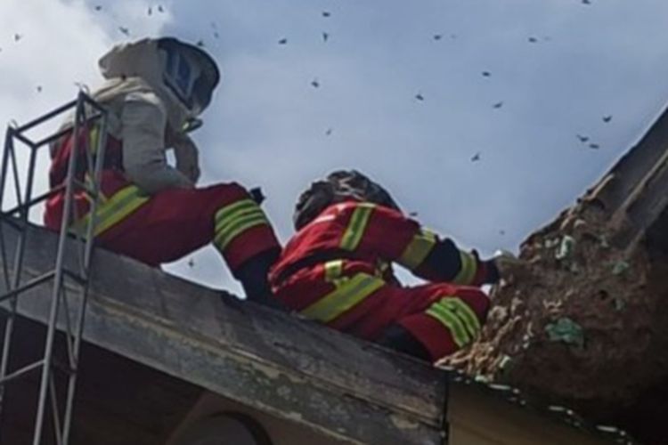 Petugas Dinas Pemadam Kebakaran Kota Banjarmasin, Kalsel berusaha mengevakuasi sarang tawon di atap rumah warga, Kamis (21/7/2022). 