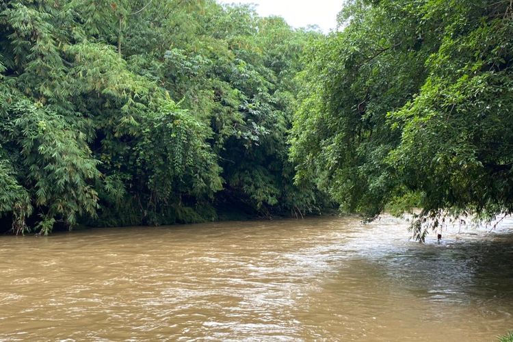 Segmen 4 Sungai Ciliwung, Depok, Jawa Barat menjadi rumah bagi berang-berang untuk bertahan hidup. Berdasarkan penelusuran Sabtu (8/10/2022) ditemukan sisa-sisa aktivitas berang-berang termasuk jejak kaki dan bekas makanan. 