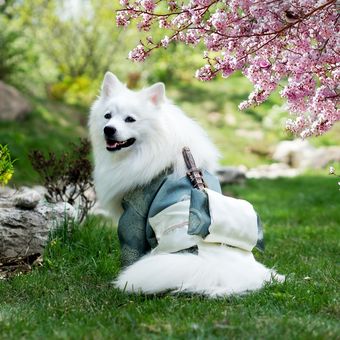 Ilustrasi anjing Japanese spitz.