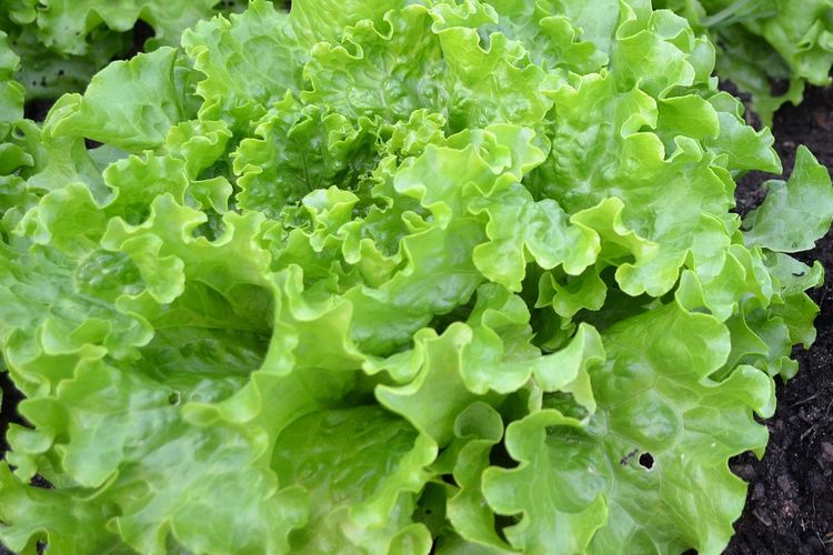 Ilustrasi tanaman selada, menanam selada. 