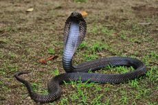 Spesies Ular Cobra yang Paling Berbisa