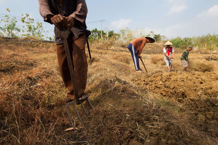 Warga menggarap ladang untuk menanam kencur di Desa Ridogalih, Kecamatan Cibarusah, Kabupaten Bekasi, Jawa Barat, Minggu (16/8/2015). Warga mengaku gagal panen padi akibat sungai untuk irigasi mengalami kekeringan sejak tiga bulan lalu. KOMPAS IMAGES/KRISTIANTO PURNOMO