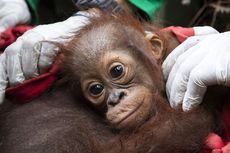 3 Orangutan Hasil Perdagangan Liar dari Thailand Kembali Dilepasliarkan