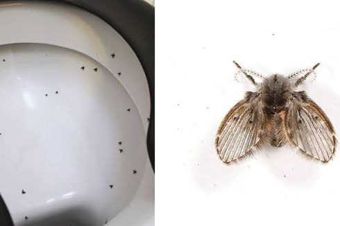 10 Cara Mengusir Lalat Limbah, Serangga Terbang yang Ada di Kamar Mandi