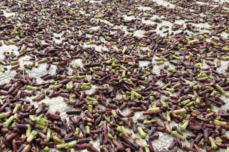 Cengkeh yang sedang dijemur warga.