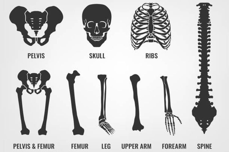 Ilustrasi struktur tulang manusia.