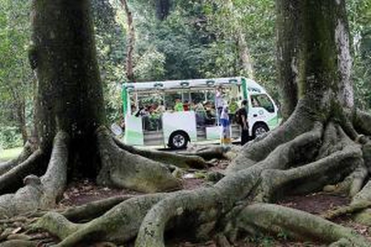 Pengunjung mengamati deretan pohon kapuk randu di Kebun Raya Bogor, Jawa Barat, Rabu (1/4/2015).