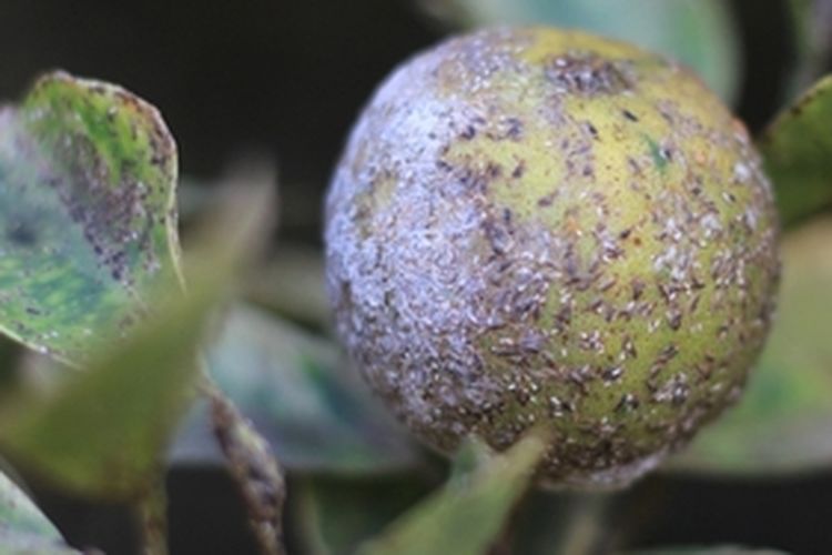 Ilustrasi embun jelaga pada jeruk