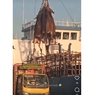 Viral, Video Pengangkutan Sapi dari Kapal ke Truk dengan Ditarik Kepalanya, Ini Tanggapan Kementan