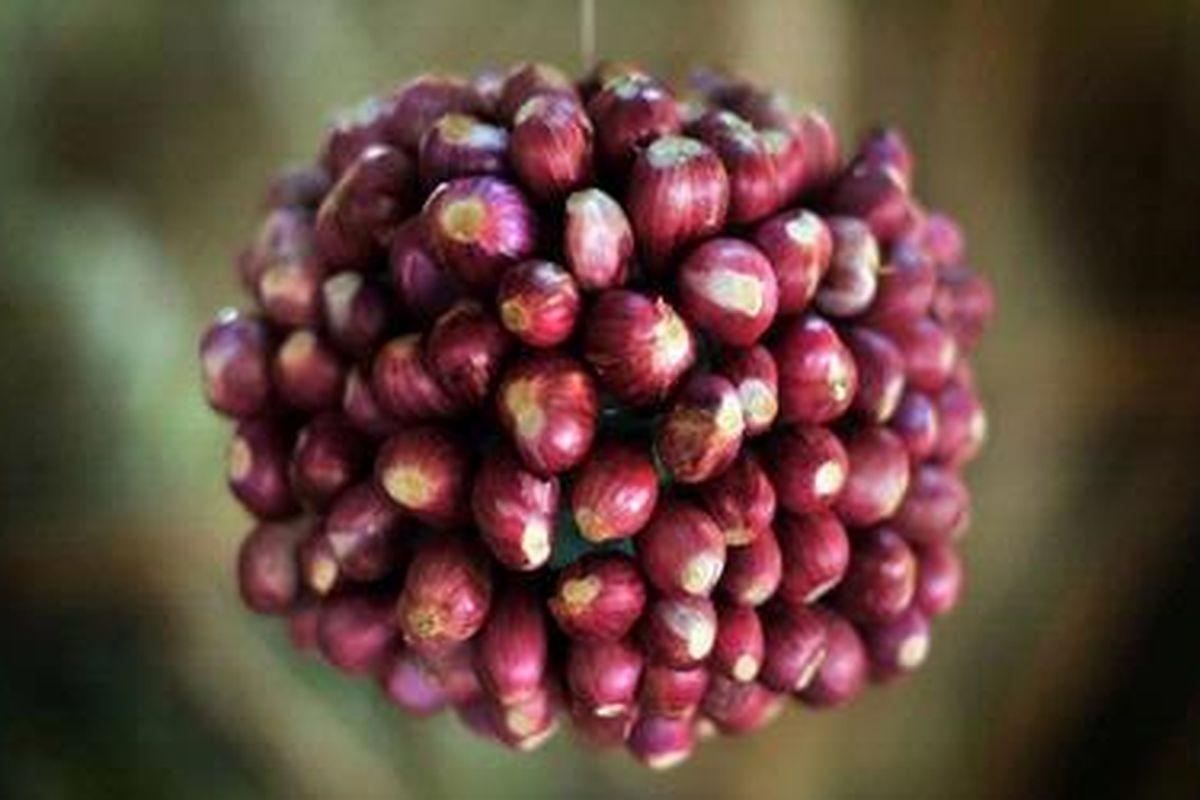 Bawang merah, salah satu produk holtikultura yang dipamerkan dalam pekan Flori dan Flora Nasional 2012 di Medan, Sumut, Rabu (20/6/2012). Pemerintah bertekad untuk mengurangi impor produk holtikultura dan meningkatkan produksi holtikultura lokal.  