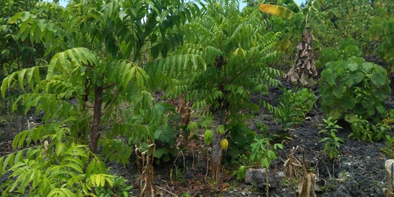 Tanaman warga Liya Togo, Pulau Wangi-Wangi, Kabupaten Wakatobi, Sulawesi Tenggara, yang harus ditanam di sela-sela batu.