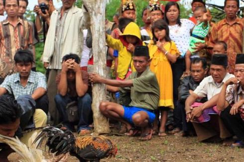 Digerebek Polisi, Pelaku Judi Sabung Ayam di Kalsel Kocar-kacir