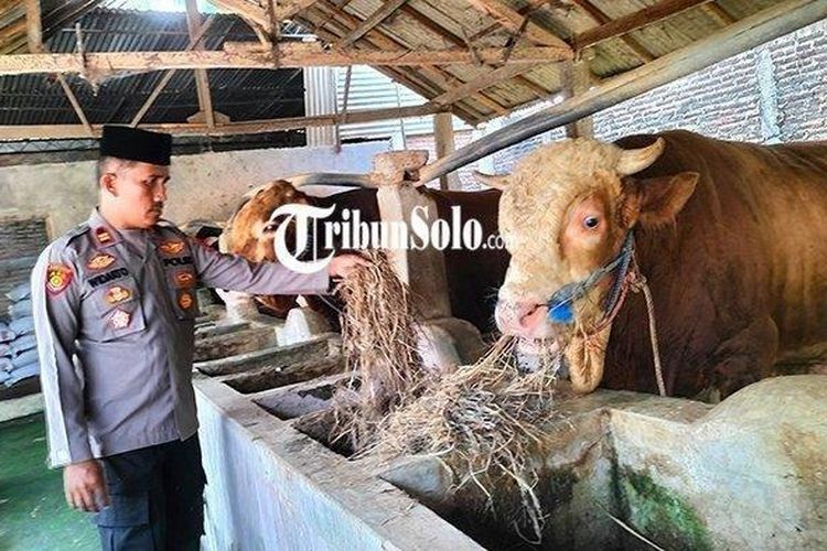 Widarto, peternak asal Kabupaten Sragen yang sapinya dipesan Jokowi ternyata adalah Kapolsek Sambungmacan 