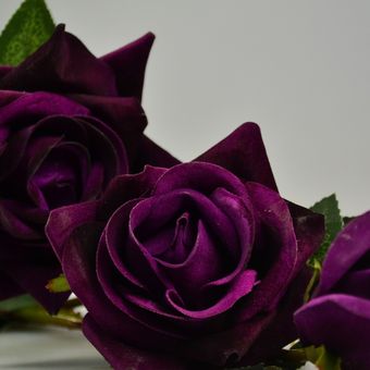 Ilustrasi bunga mawar ungu. 