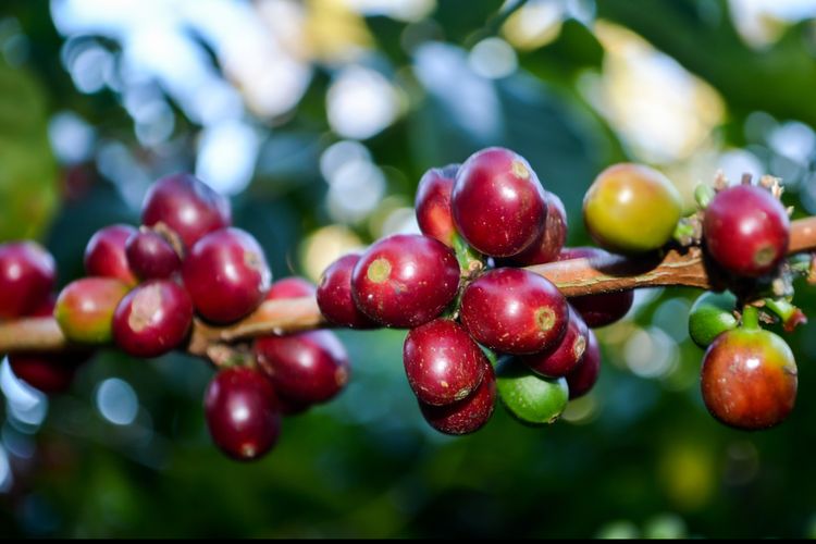 ceri kopi geisha asal panama