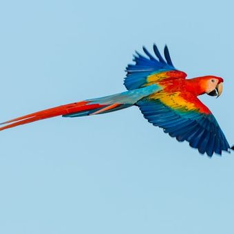 Ilustrasi burung macaw terbang
