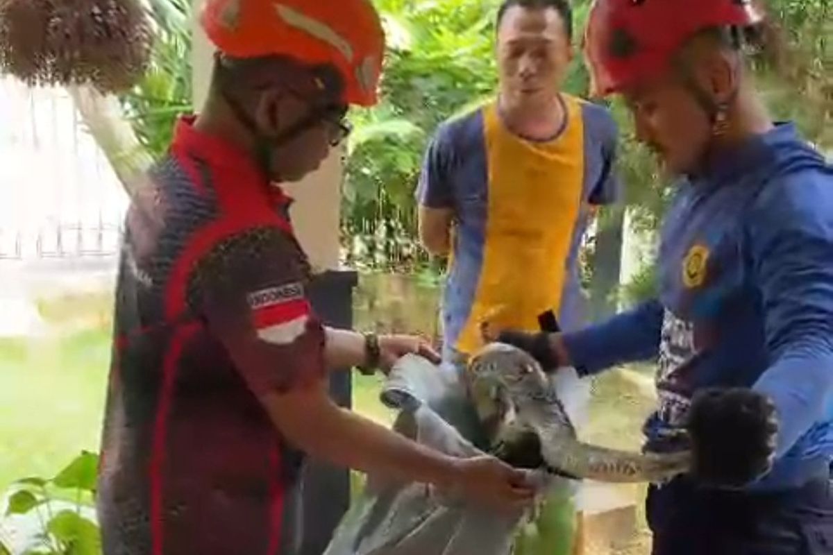 EVAKUASI: Personel Damkar Sleman saat memasukan ular yang berhasil dievaluasi dari dalam rumah warga. 