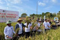 Warga Binaan Rutan Kelas I Tanjungpinang Panen Padi Perdana di Lahan Eks Tambang Bauksit