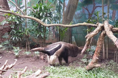 Giant Anteater, Trenggiling Raksasa Koleksi Baru Batu Secret Zoo