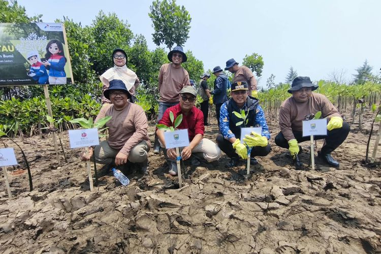 PGN Tanam 269.000 Mangrove di Pantura, Antisipasi Abrasi dan Perubahan Iklim
