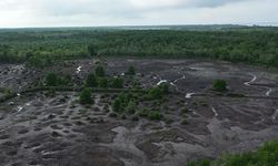 BRGM Nyatakan Masyarakat Jadi Ujung Tombak Keberhasilan Rehabilitasi Mangrove