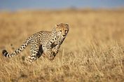 Kenapa Cheetah Jadi Hewan Tercepat di Bumi?
