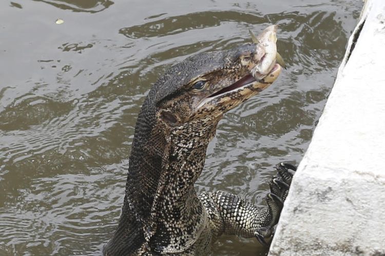 Ilustrasi biawak di sungai.