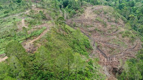 Mengkritisi Gagasan Pengelolaan Hutan Para Cawapres