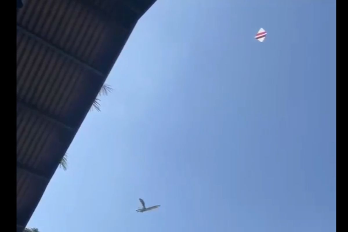 Aksi penyelamatan burung hantu yang terjerat benang layangan oleh petugas damkar Cianjur yang videonya viral di media sosial