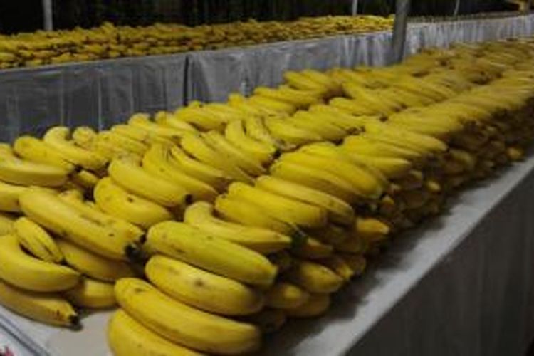 Ribuan pisang yang disediakan untuk para peserta BII Maybank Bali Marathon 2015 di Bali Safari and Marine Park, Minggu (30/8/2015).