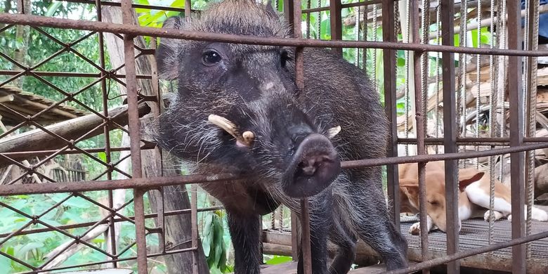 Babi hutan yang memiliki bentuk kaki aneh akibat kelainan genetik di Desa Pekuncen, Kecamatan Jatilawang, Kabupaten Banyumas, Jawa Tengah.