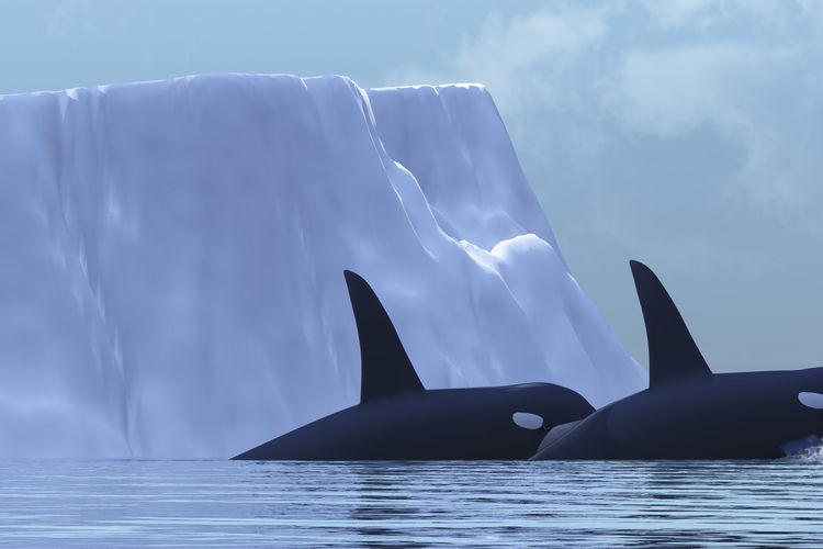Ilustrasi paus pembunuh di perairan Arktik, Kutub Utara. 