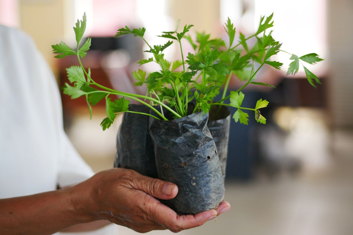 Ilustrasi tanaman seledri di polybag, menanam seledri di polybag. 