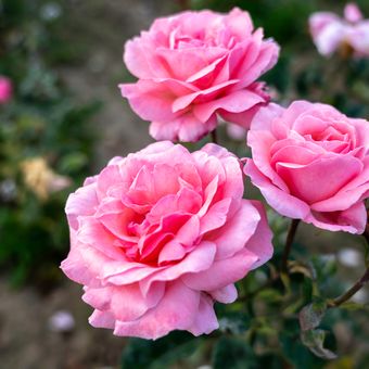 Ilustrasi bunga mawar Queen Elizabeth. 