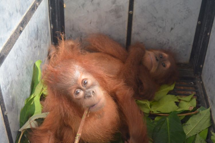 Dua bayi orangutan jantan dan betina diamankan BBTNGL dari rumah R alias IG di Dusun Kwala Nibung, Desa Pulau Rambung, Kecamatan Bahorok pada Kamis (9/1/2020).