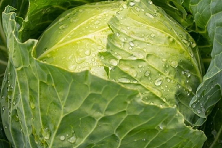 Tanaman kol atau kubis