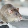 Waspadai, 5 Kerusakan akibat Tikus Bersarang di Rumah