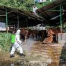 Cegah Penyebaran PMK, Pemerintah Larang Pergerakan Hewan Ternak di 1.765 Kecamatan